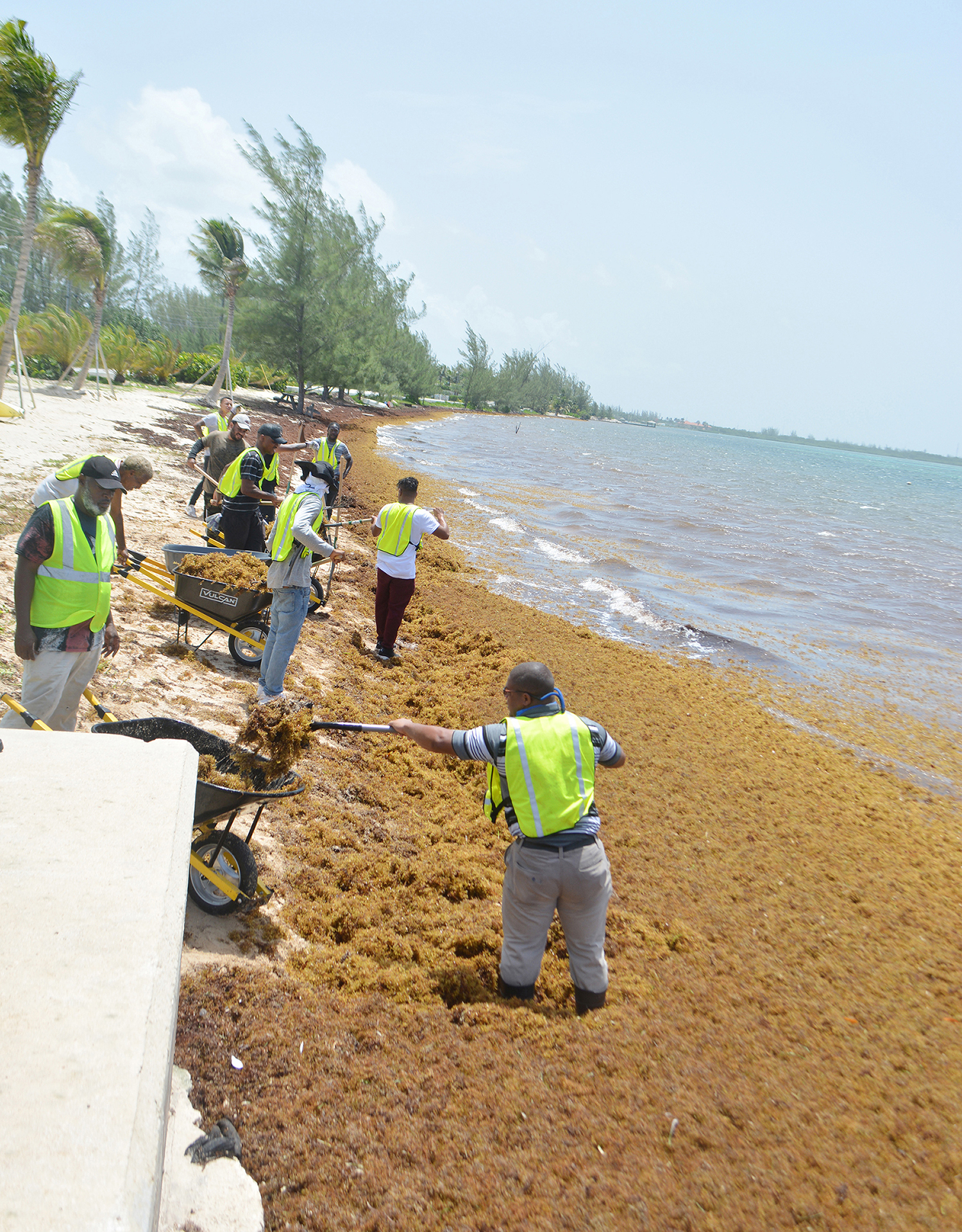 A team of NiCE workers clear sargassum from South Sound dock and the beach.