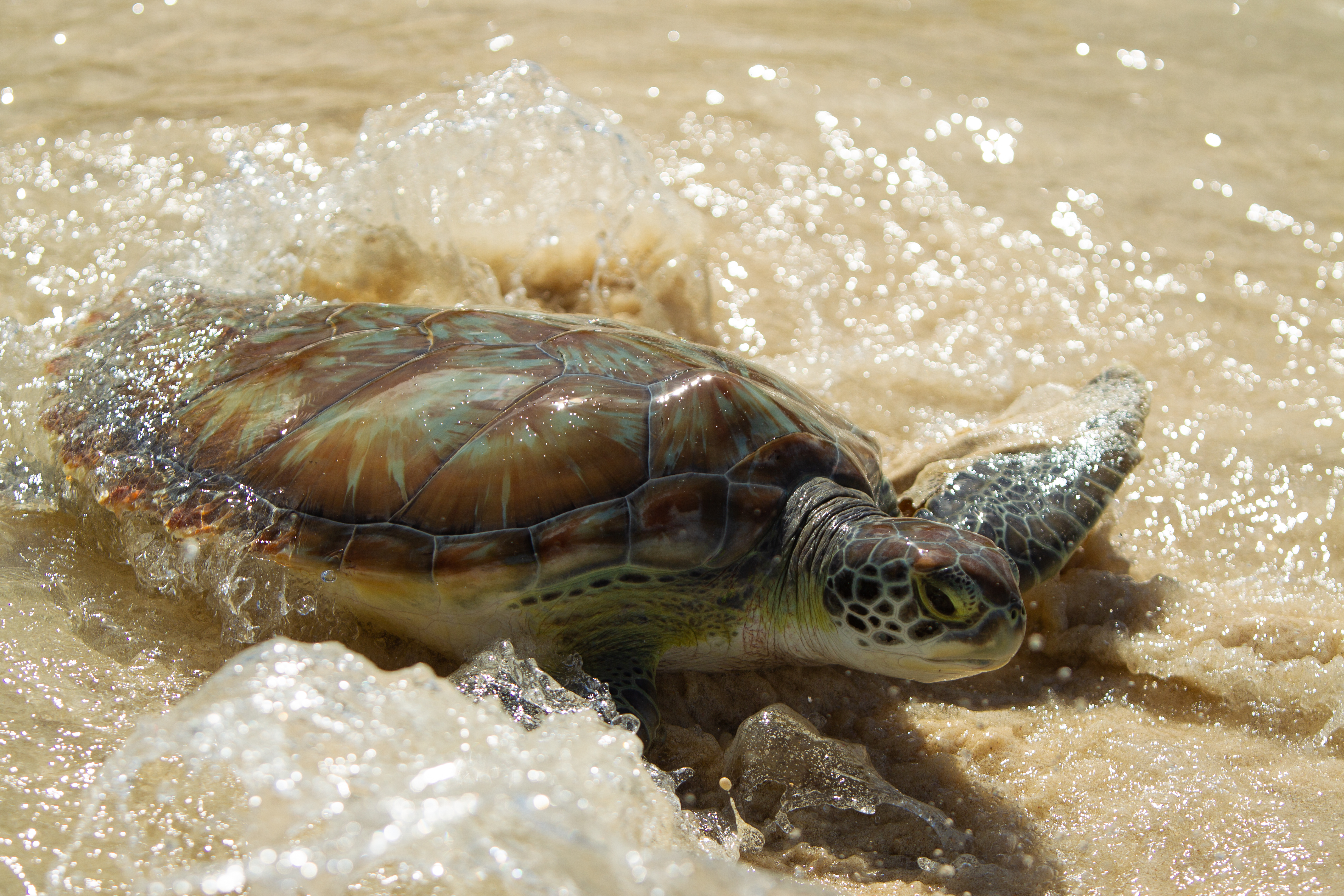 Pirates week 2019 release of head-started Green turtle 001