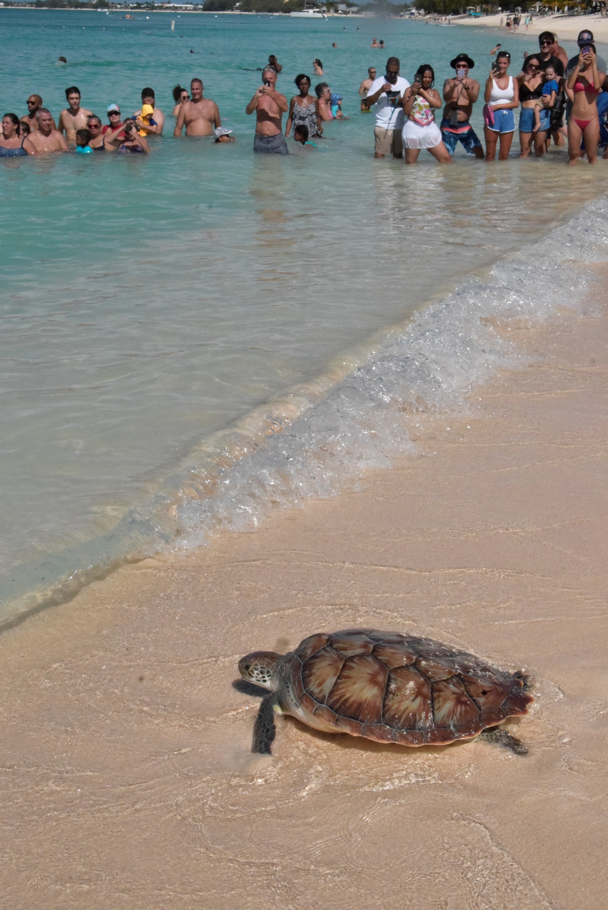 Pirates week 2019 release of head-started Green turtle 003