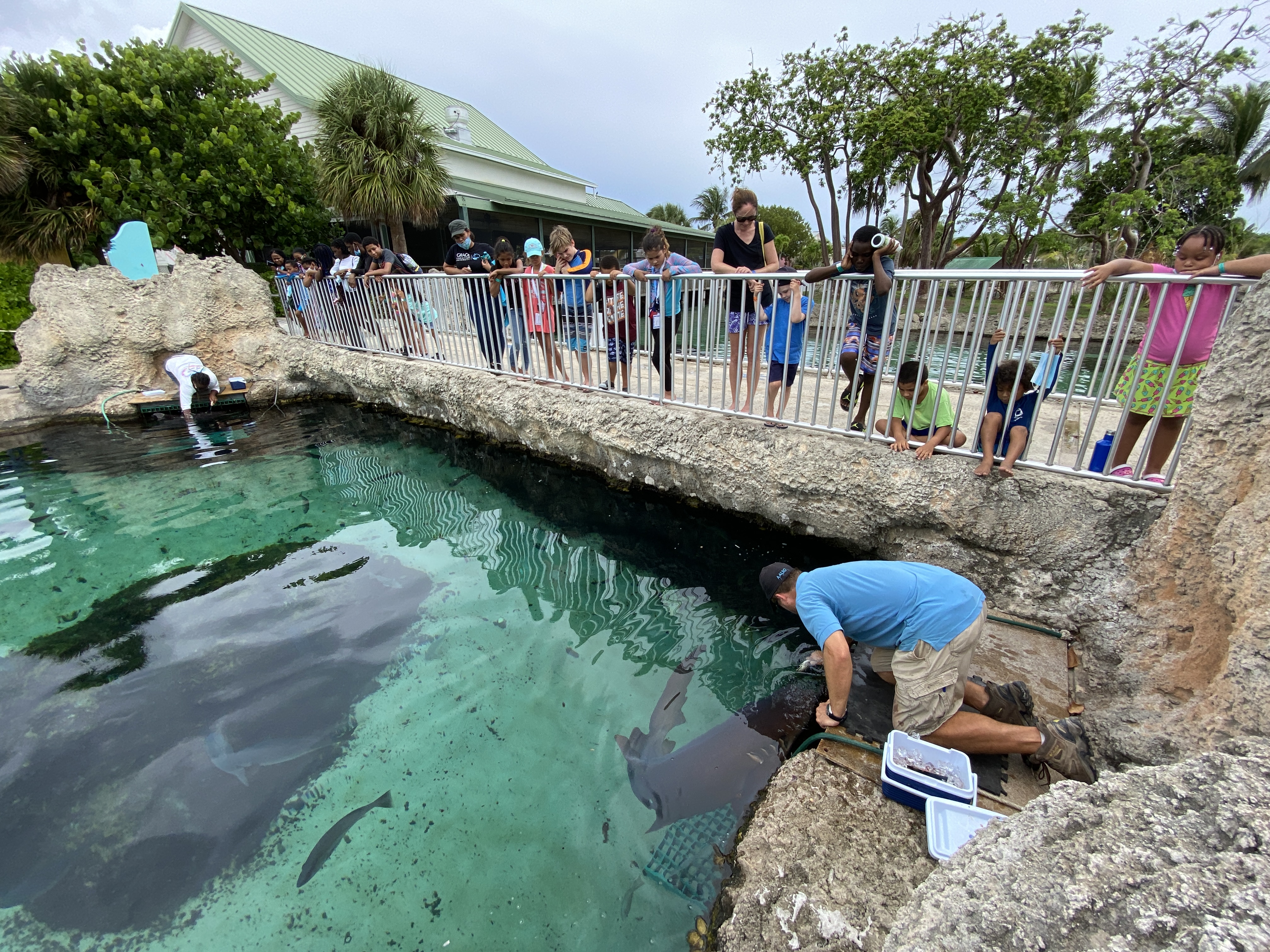 On Marine Day children will learn about sharks and participate in feeding time