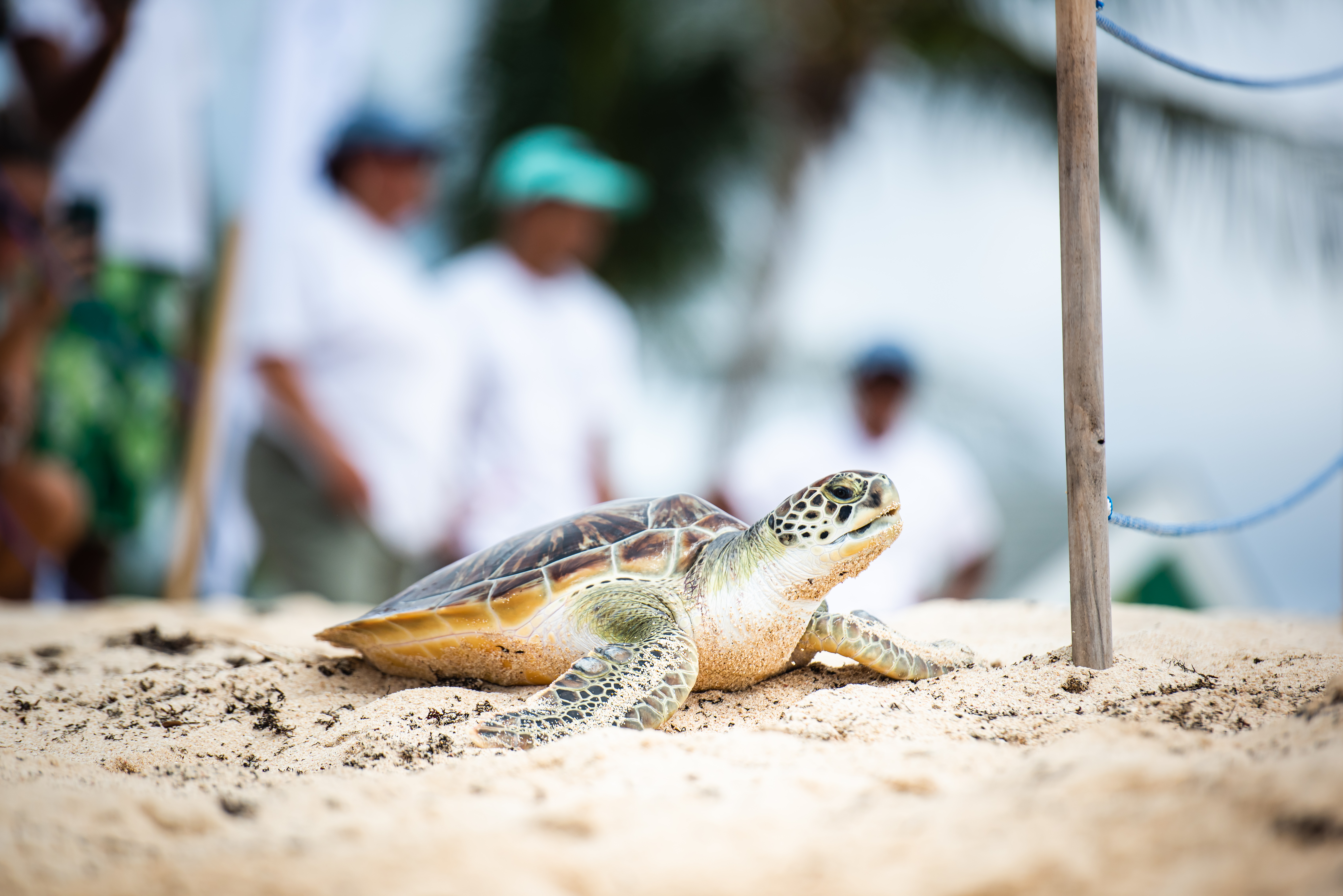 The Centre has released 66 head-started turtles as well as 1361 hatchlings so far this year